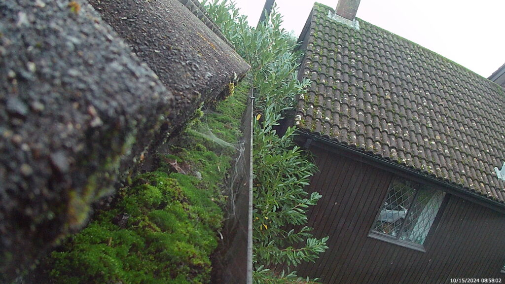 Gutter full of moss